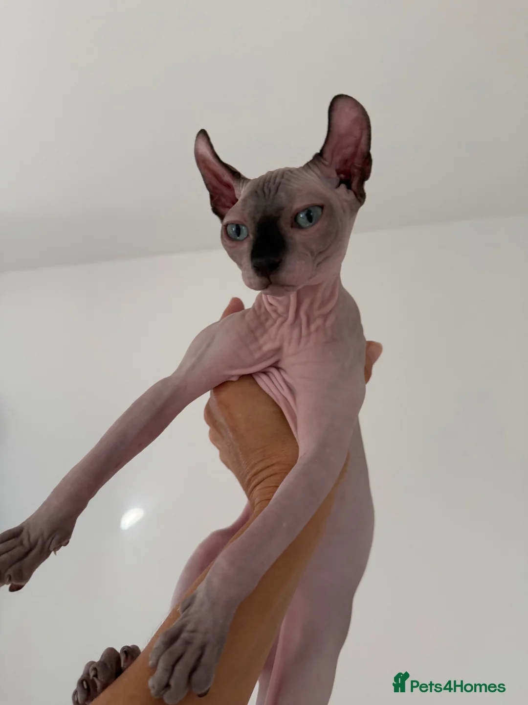 Sphynx cats for sale: Stunning sphinx kittens  - Advert 2