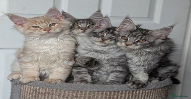 Maine Coon cats - Advert 4