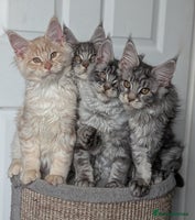 Maine Coon cats - Advert 4