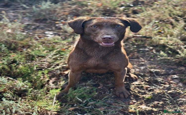 Labrador Retriever dogs - Advert 15