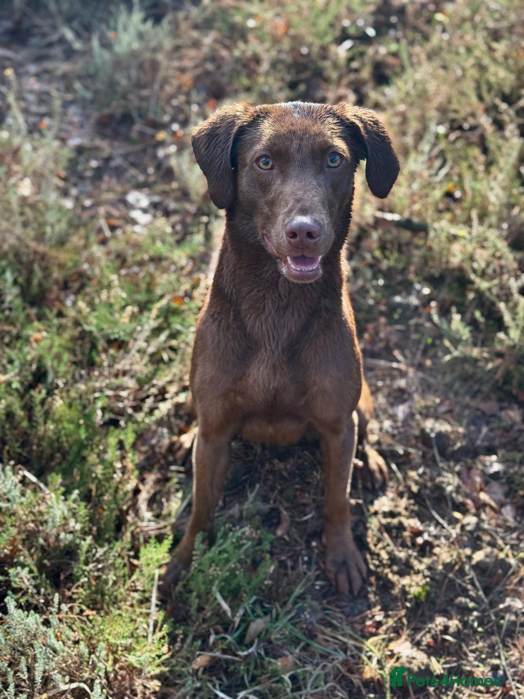 Labrador Retriever dogs for sale: 2 Year Old Chocolate Labrador Bitch - Image 1