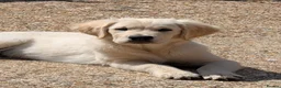 Golden Retriever dogs for sale: KC Male Golden Retriever  in Ringwood - Advert 1