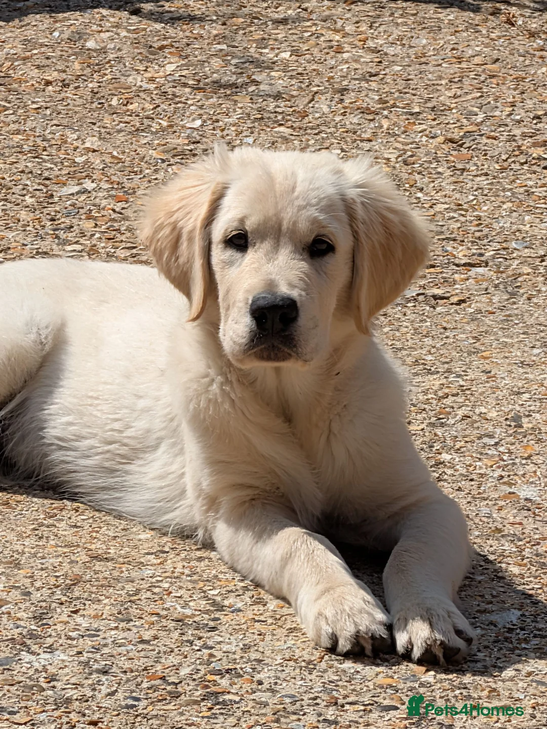 Golden Retriever dogs for sale: KC Male Golden Retriever  in Ringwood - Advert 1