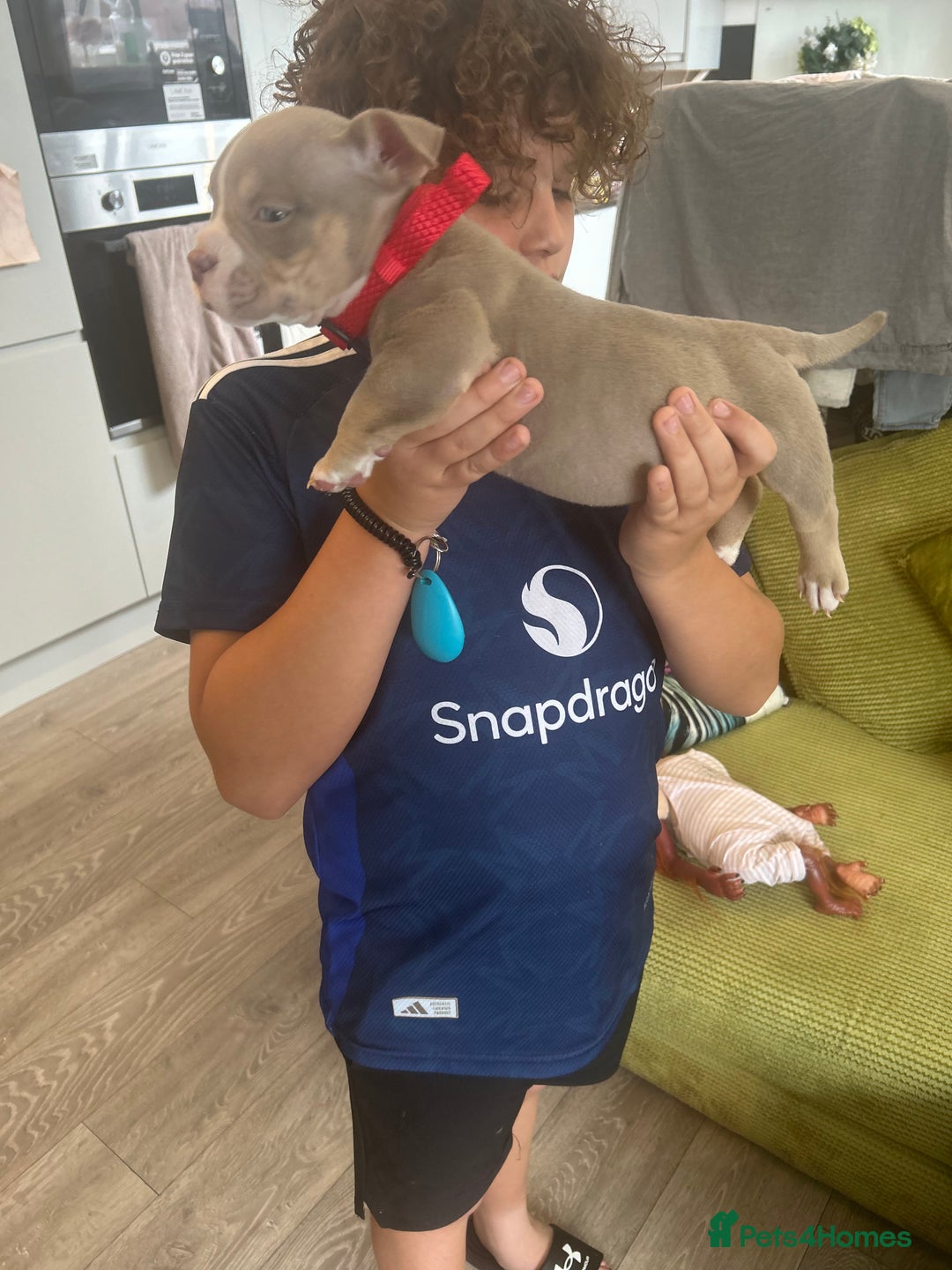 American Bully dogs for sale: Micro pocket bullies  - Image 20