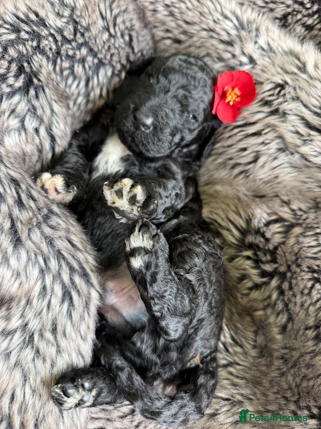 Labradoodle dogs for sale: Labradoodle - Advert 9