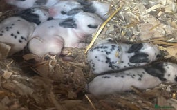 Rex rabbits for sale: Standard and mini Rex  - Image 5