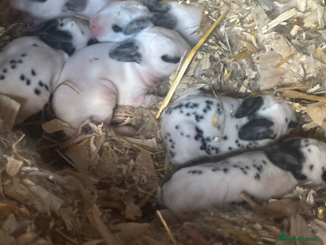 Rex rabbits for sale: Standard and mini Rex  - Image 5