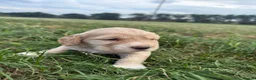 Cocker Spaniel dogs for sale: Cocker spaniel pups  in Castleford - Advert 3