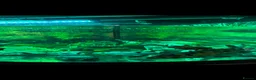 Koi Carp fish for sale: Fish for sale with tank  in London - Advert 3