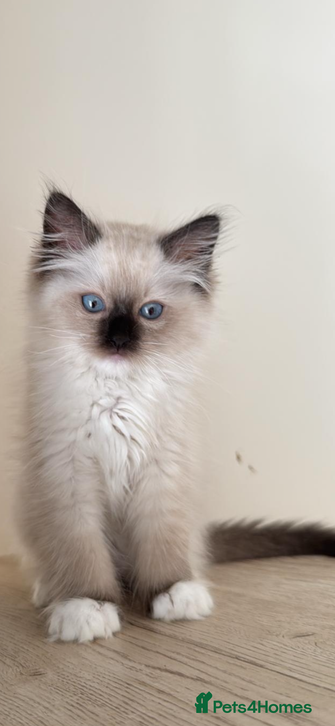 Ragdoll cats for sale: Stunning GCCF reg ragdoll kittens available now  - Image 24