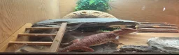 Bearded Dragon reptiles for sale: Bearded dragons & geckos  in Hereford - Advert 3