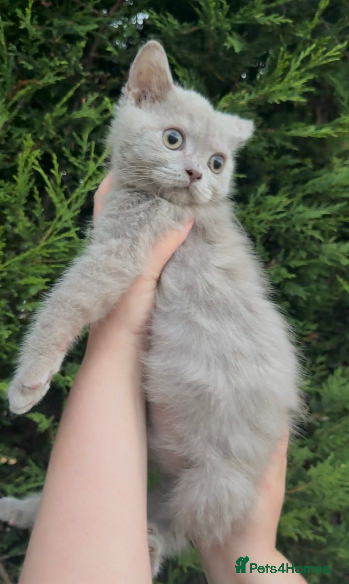 British Shorthair cats Chunky registered British shorthair kittens 🐻  - Advert 17