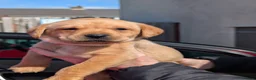 Labrador Retriever dogs for sale: labrador puppies - Advert 2