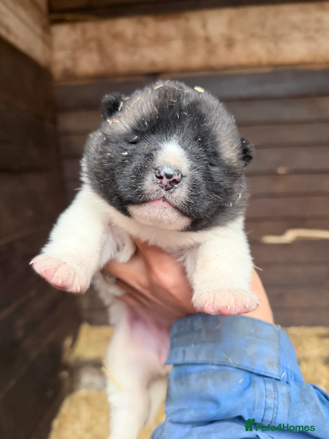 Akita dogs for sale: 4 beautiful American Akita puppies  - Advert 6
