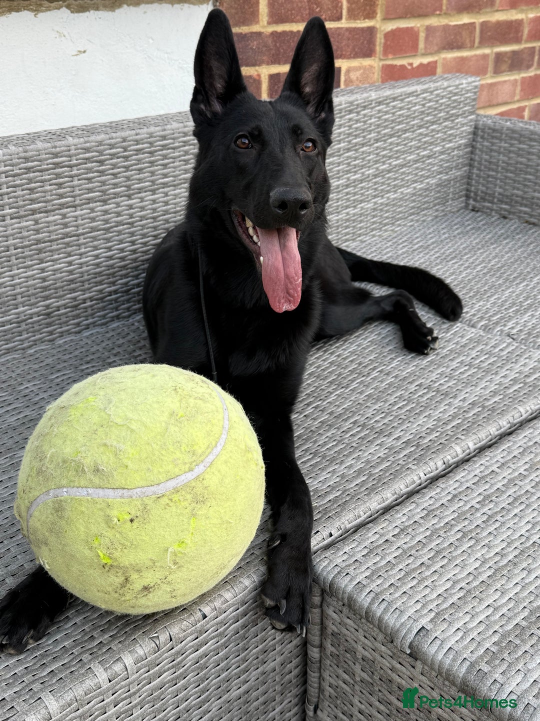 German Shepherd dogs for sale: Fully Trained Black German Shepherd - Advert 10