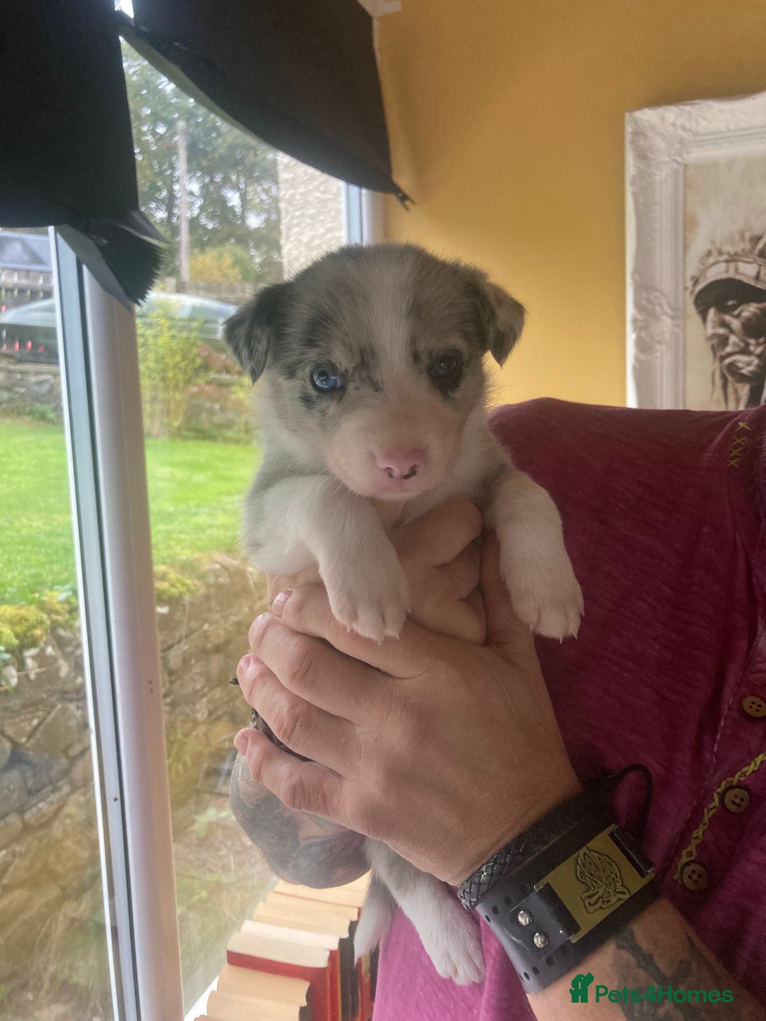 Border Collie dogs for sale: Border Collie Pups Merle, Tri-colour & Blk/wht - Image 26