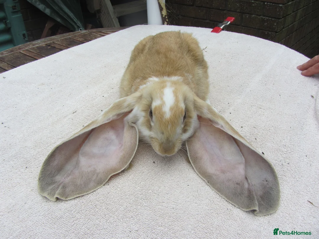 English Lop rabbits for sale: PURE ENGLISH LOPS - Advert 4