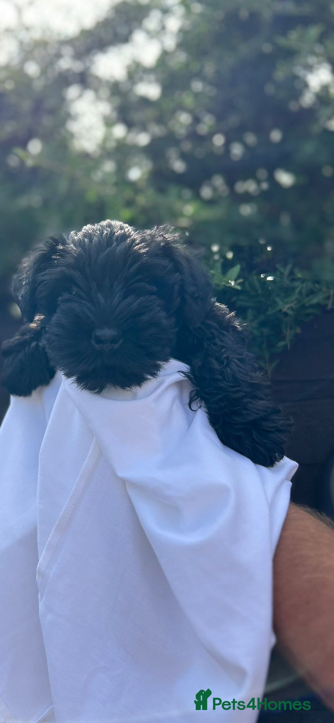 Miniature Schnauzer dogs for sale: Miniature schnauzer puppy - Image 4