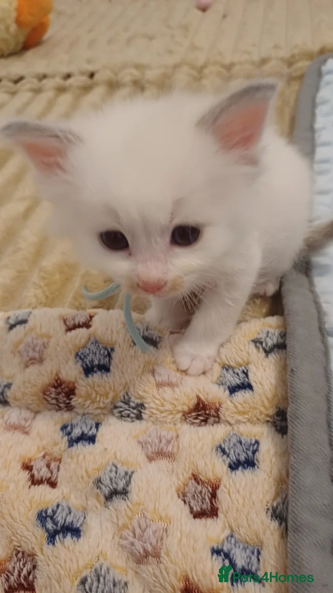Ragdoll cats for sale: Pedigree ragdolls  in Southampton - Advert 2