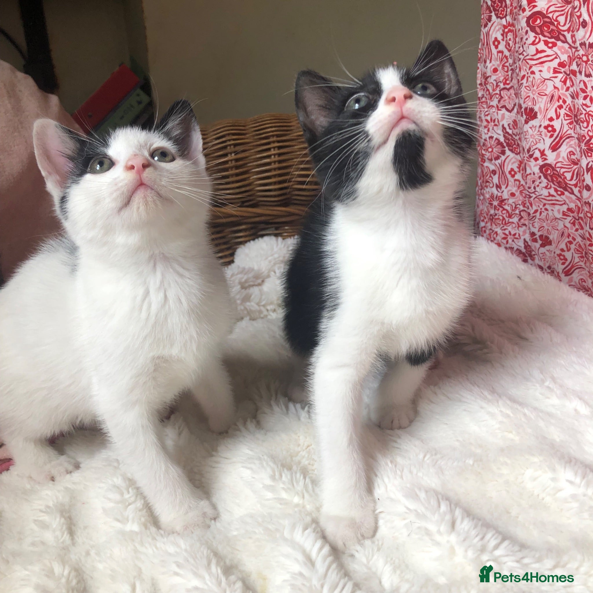 Domestic Shorthair cats Black and white domestic short hair boy kittens - Advert 1
