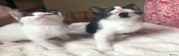 Domestic Shorthair cats for sale: Black and white domestic short hair boy kittens in Buxton - Advert 1