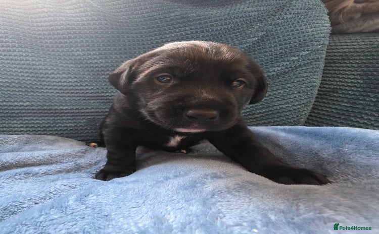 Mixed Breed dogs - Advert 6