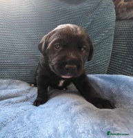 Mixed Breed dogs - Advert 3