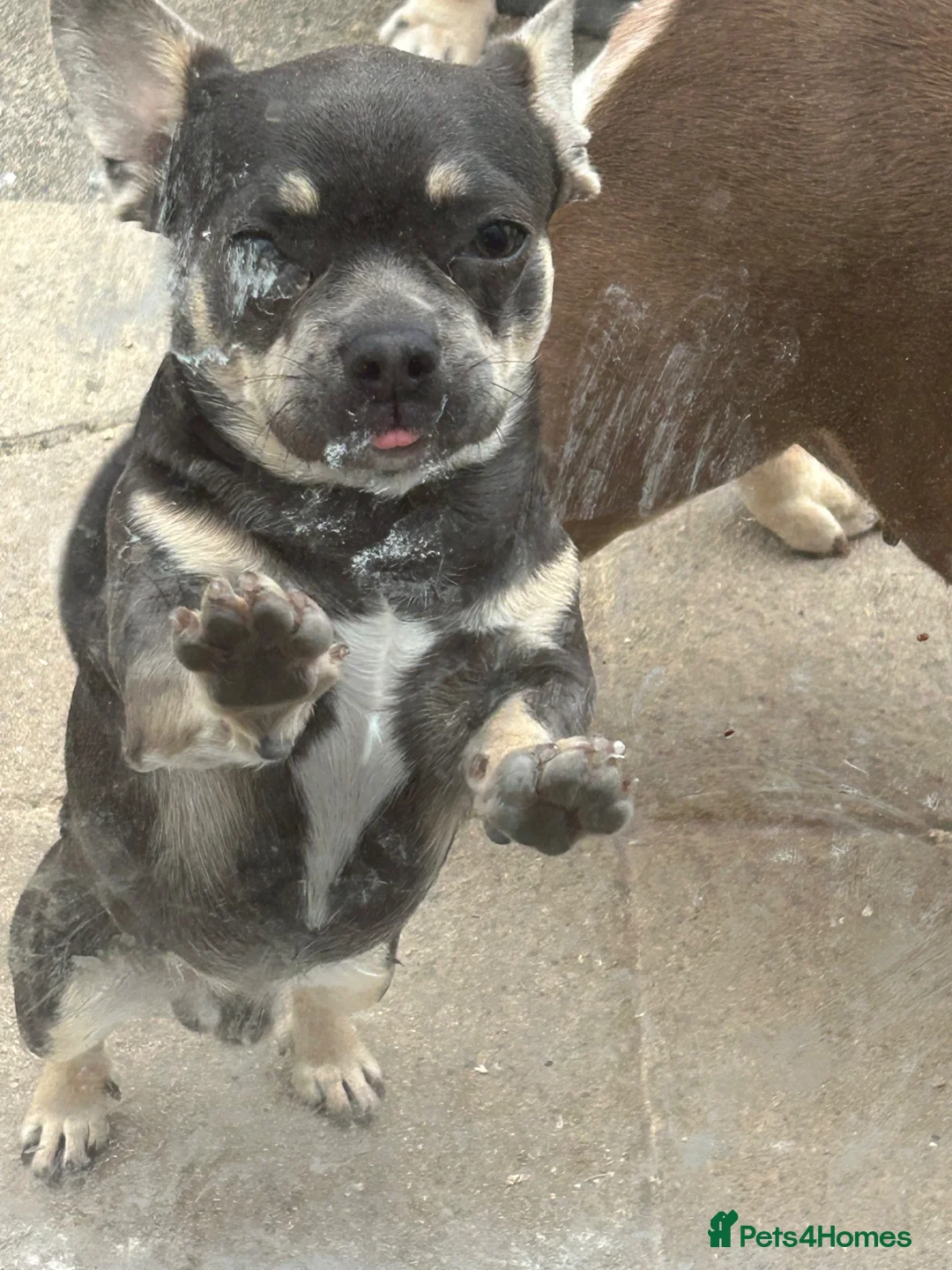 Mixed Breed dogs for sale: Frenchie cross    in Rhyl - Advert 7