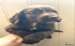 Cocker Spaniel dogs for sale: Exceptional working cocker spaniels  - Image 11