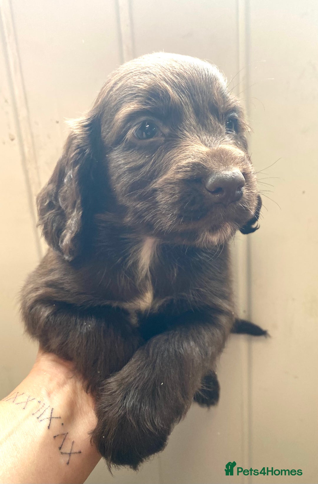 Cocker Spaniel dogs for sale: Exceptional working cocker spaniels  - Image 11