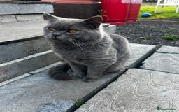 British Shorthair cats for sale: British shorthair boy - Image 1