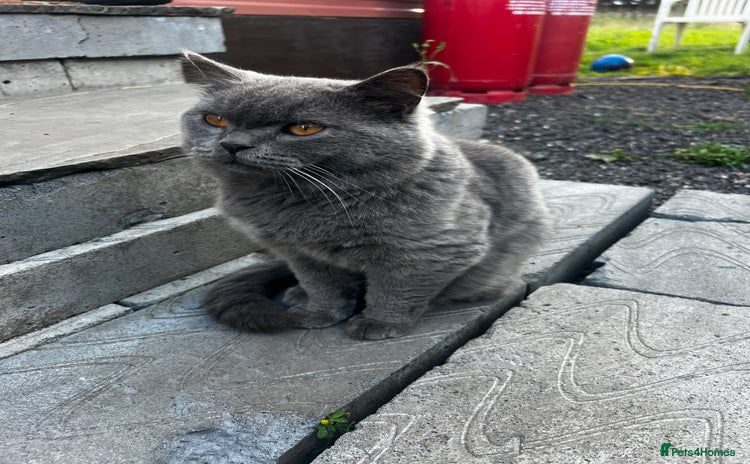 British Shorthair cats for sale - Advert 1
