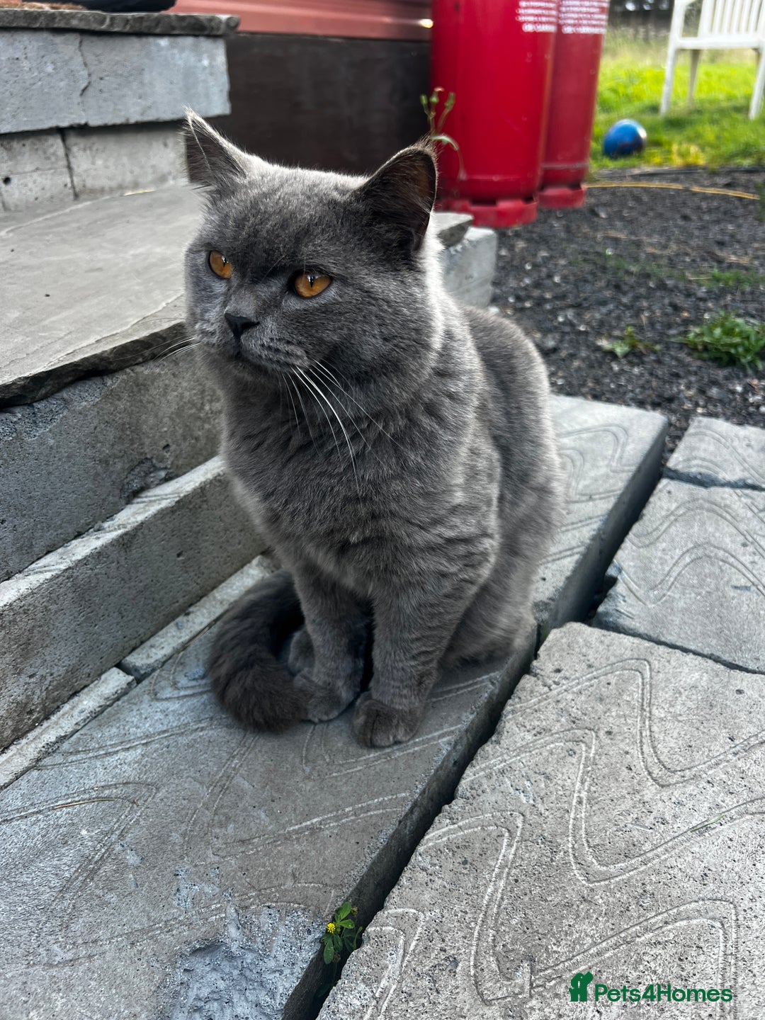 British Shorthair cats for sale: British shorthair boy - Image 1
