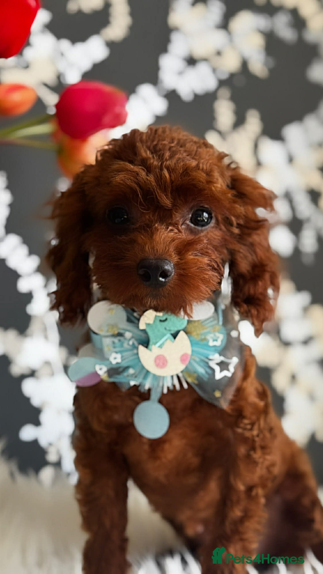 Toy Poodle dogs Adorable red Asian Toy Poodle  - Advert 2