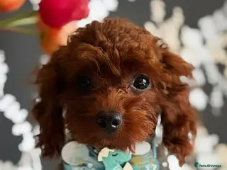 Toy Poodle dogs Adorable red Asian Toy Poodle - Advert 2