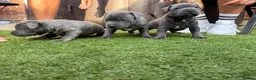 Staffordshire Bull Terrier dogs for sale: Staffordshire bull terrier puppies boy/girl  - Advert 16