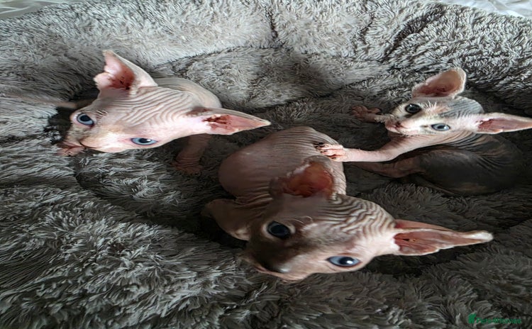 Sphynx cats - Advert 1