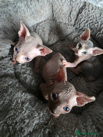 Sphynx cats - Advert 5