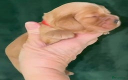 Cocker Spaniel dogs for sale: True To Type Show Cocker Spaniels - Advert 7