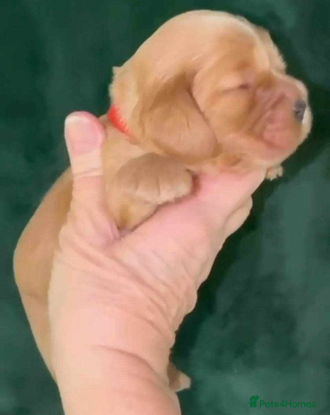 Cocker Spaniel dogs for sale: True To Type Show Cocker Spaniels - Advert 7