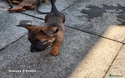 Belgian Shepherd Dog dogs for sale: Malinois x dutch herder  - Image 6
