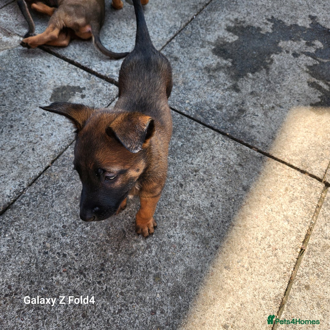 Belgian Shepherd Dog dogs for sale: Malinois x dutch herder  - Image 6