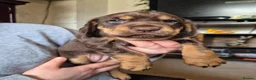 Cockerdor dogs for sale: F1b cockerdors - Advert 28