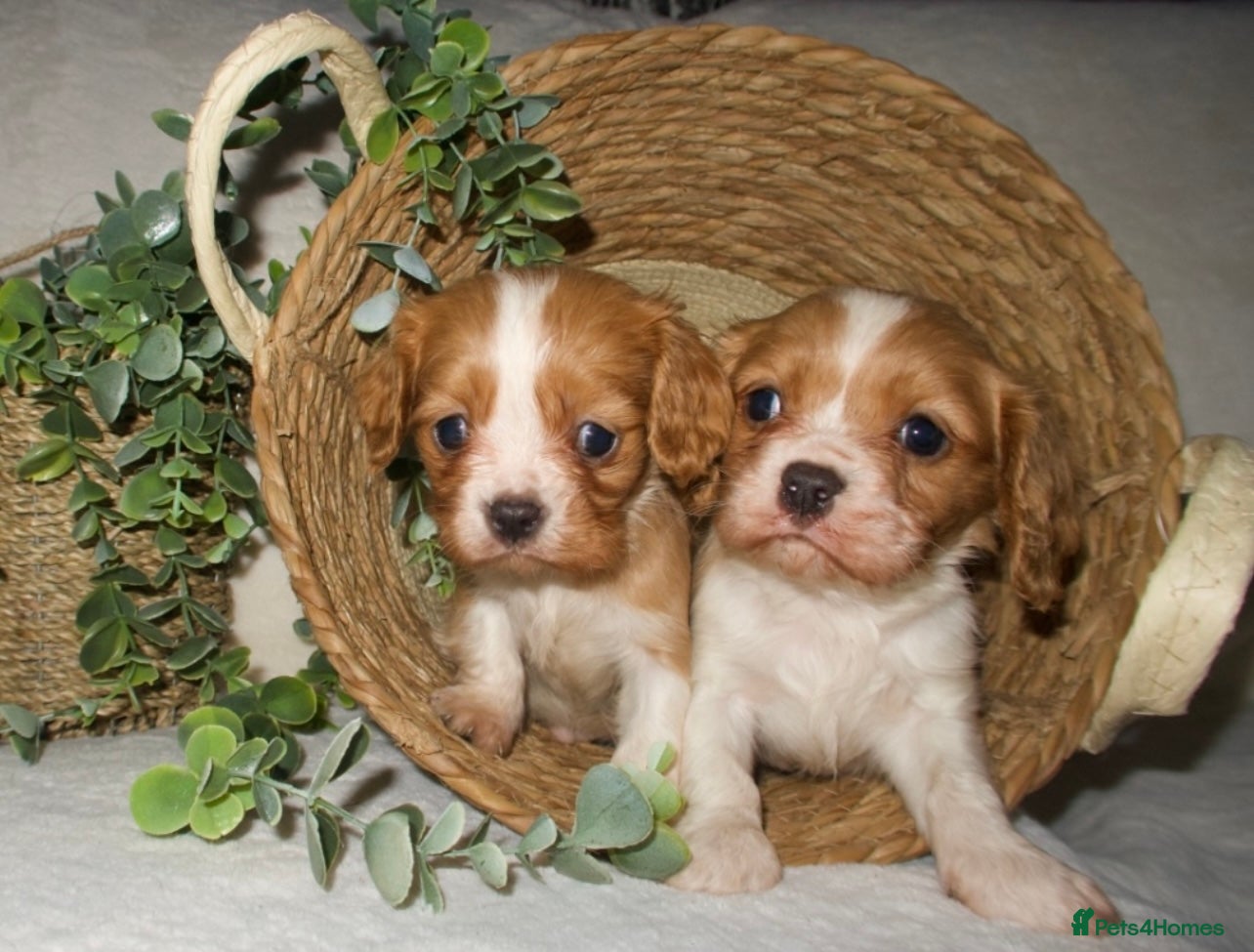 Cavalier King Charles Spaniel dogs STUNNING DNA TESTED CAVALIERS - Advert 11