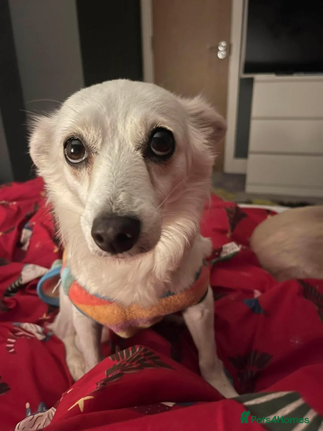 Mixed Breed dogs for sale: Summer chihuahua mix 2/3 years girl - Advert 2