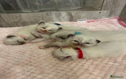 Ragdoll cats for sale: Beautiful Ragdoll Kittens  - Image 15