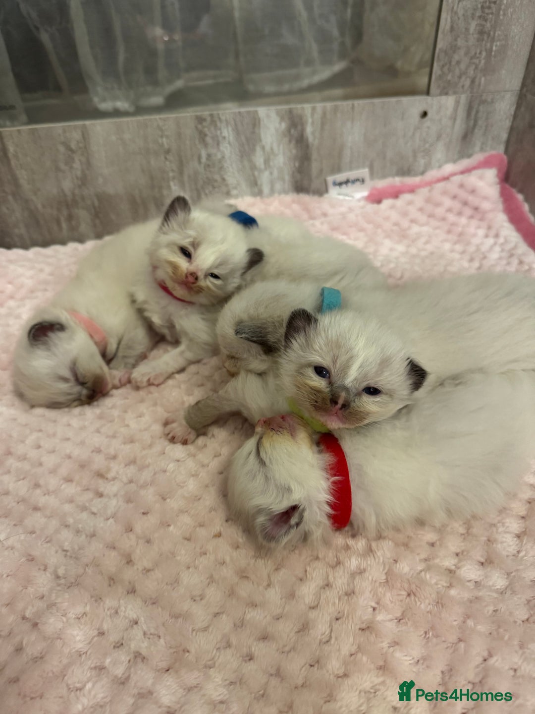 Ragdoll cats for sale: Beautiful Ragdoll Kittens  - Image 15