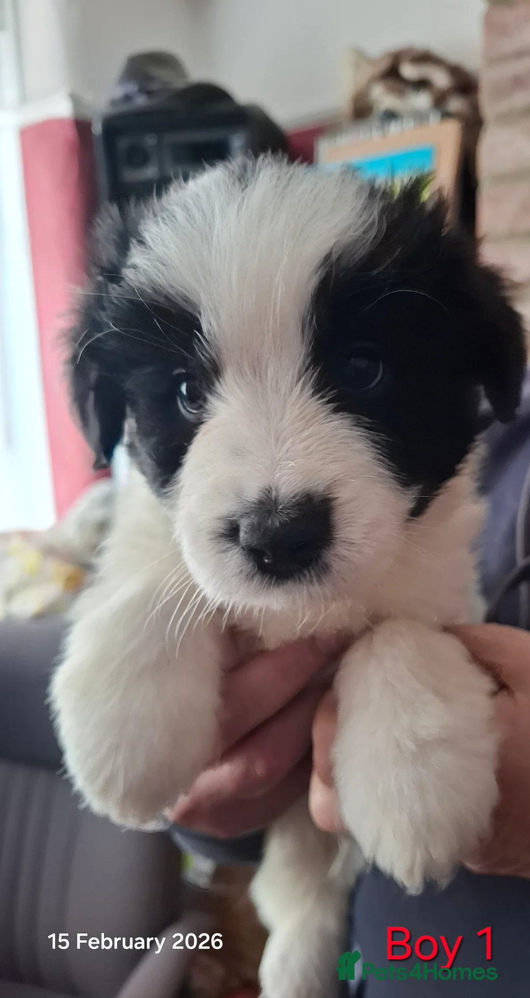 Samoyed dogs for sale: Samoyed x Border Collie Hybrid pups - Advert 6