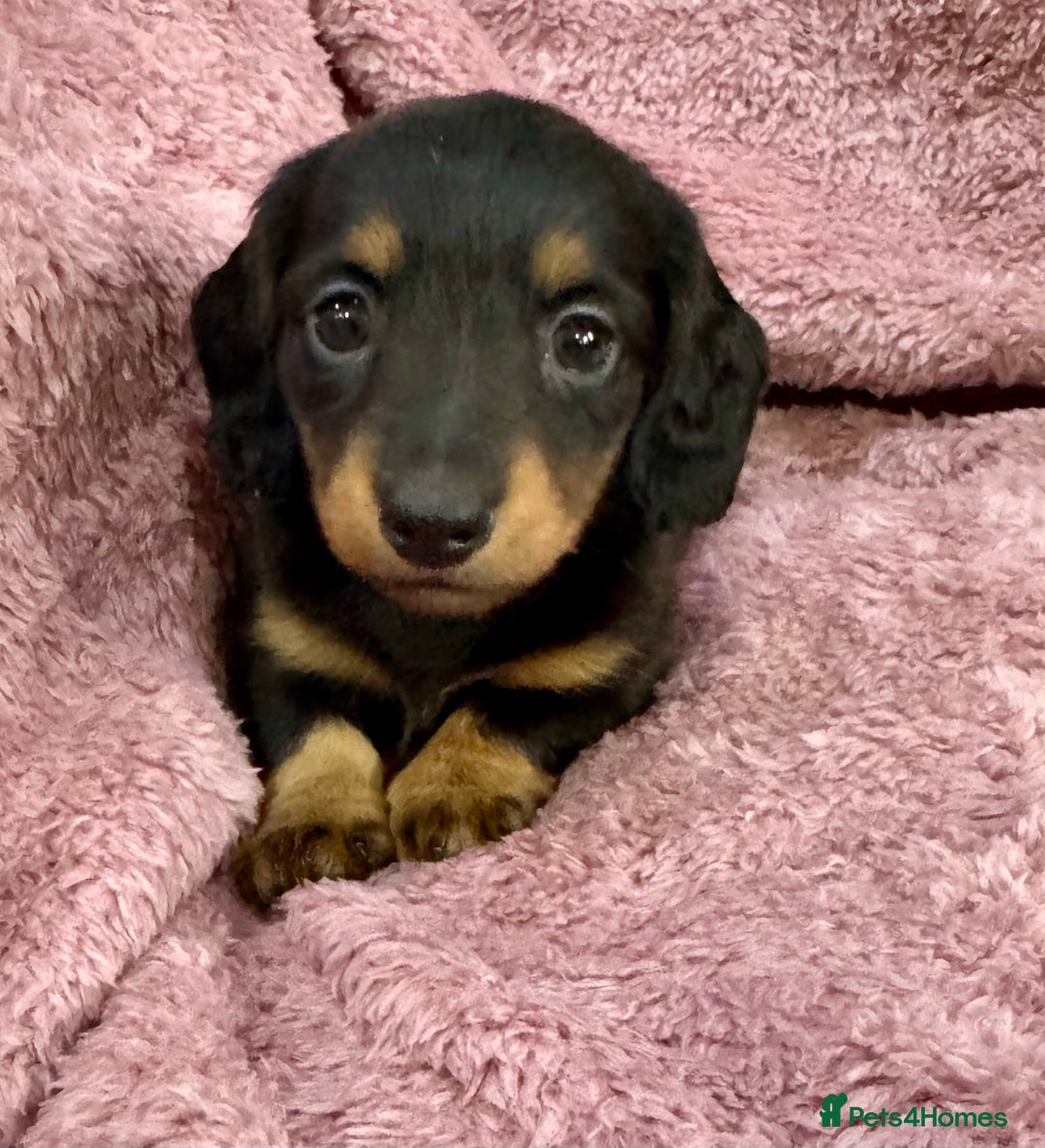 Miniature Dachshund dogs for sale: Miniature dachshunds  - Advert 6