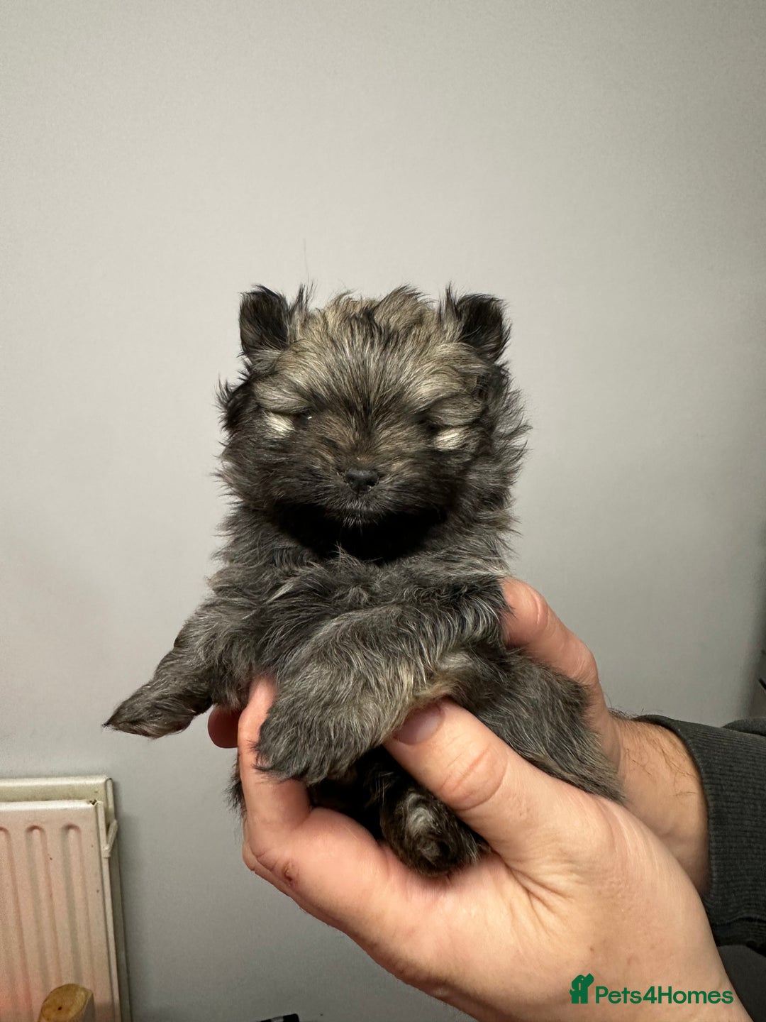 Pomeranian dogs for sale: GORGEOUS POMERANIAN PUPPIES 🐶🐶🐶🐶🐶 - Advert 4